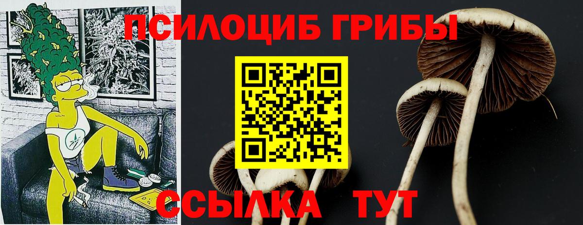 Баксан  Галлюциногенные грибы Psilocybe  Вход с VPN 